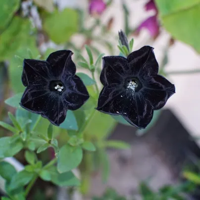 Petúnie Sophistica Blackberry F1 - Petunia grandiflora - osivo petúnie - 15 ks