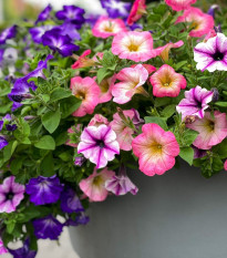 Petúnie Superbissima směs - Petunia nana compacta - osivo petúnie - 20 ks