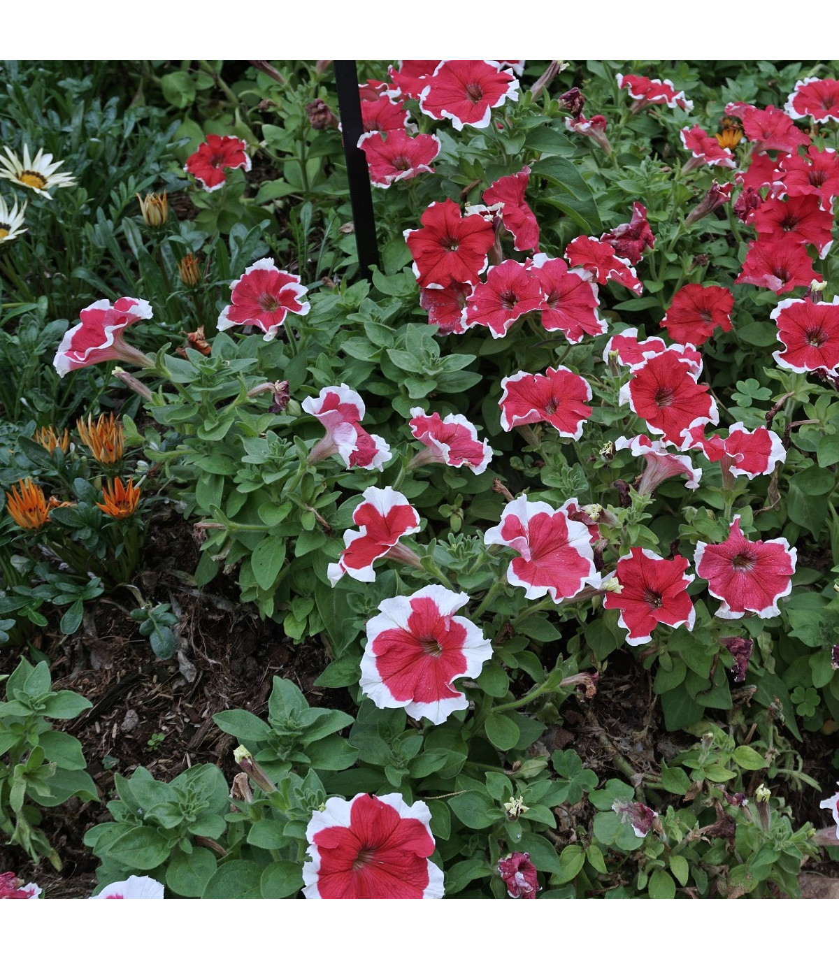 Petúnie mnohokvětá Red Frost F1 - Petunia multiflora - osivo petúnie - 20 ks