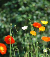 Sluncovka směs barev - Eschscholzia californica - osivo sluncovky - 200 ks