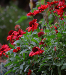 Kokarda Arizona Red Shades - Gaillardia aristata - osivo kokardy - 10 ks