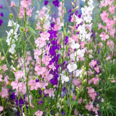 Ostrožka zahradní hyacintokvětá směs barev - Consolida ajacis - osivo stračky - 300 ks