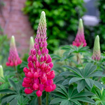 Lupina mnoholistá Lupini Red - Vlčí bob - Lupinus polyphyllus - osivo lupiny - 15 ks