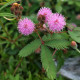 Citlivka stydlivá - Mimóza - Mimosa pudica - osivo citlivky - 10 ks