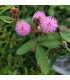 Citlivka stydlivá - Mimóza - Mimosa pudica - osivo citlivky - 5 ks