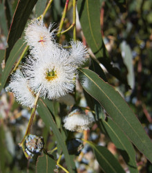 Eukalyptus kulatoplodý - Eucalyptus globulus - osivo eukalyptu - 8 ks
