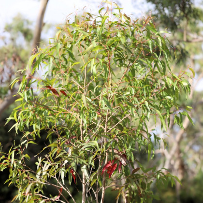 Eukalyptus citrónový - Corymbia citriodora - osivo eukalyptu - 5 ks