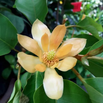 Magnólie champaca - Magnolia champaca - osivo magnólie - 5 ks
