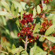 Pistácie lentišek - Řečík lentišek - Pistacia lentiscus - osivo pistácie - 6 ks