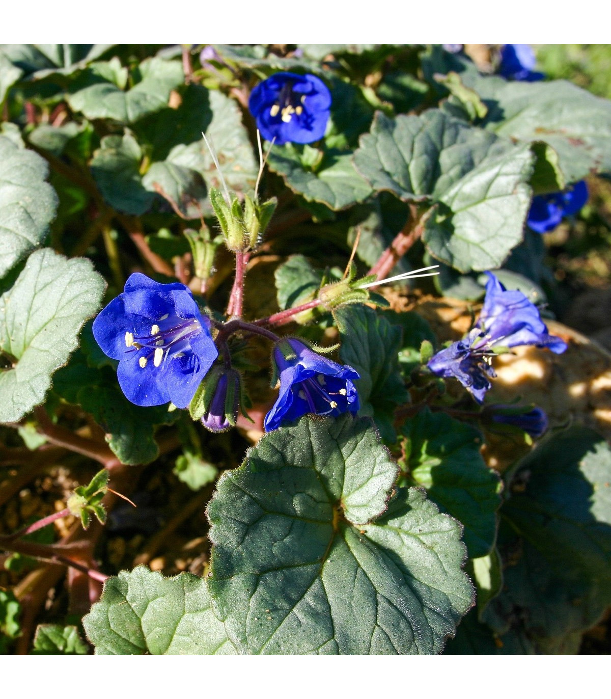 Svazenka modrá - Phacelia campanularia - osivo svazenky - 0,7 g