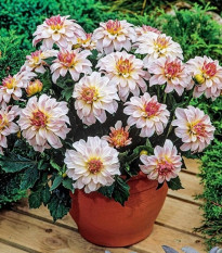 Jiřinka Monet - Dahlia - hlízy jiřinek - 1 ks