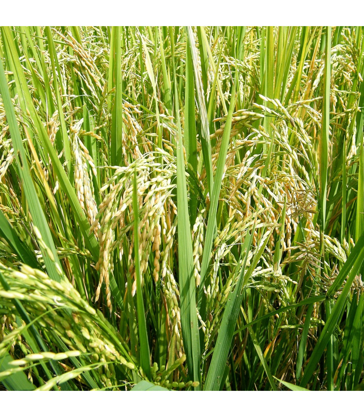 Rýže setá ozdobná - Oryza sativa - osivo rýže - 12 ks