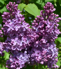 Šeřík obecný - Syringa vulgaris - osivo šeříku - 8 ks