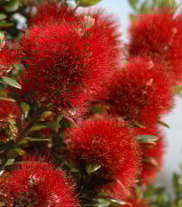 Železnec - Metrosideros excelsa - osivo železnece - 7 ks