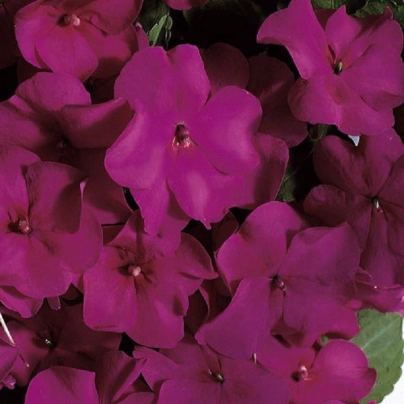 Netýkavka Accent fialová F1 - Impatiens walleriana - osivo netýkavky - 12 ks