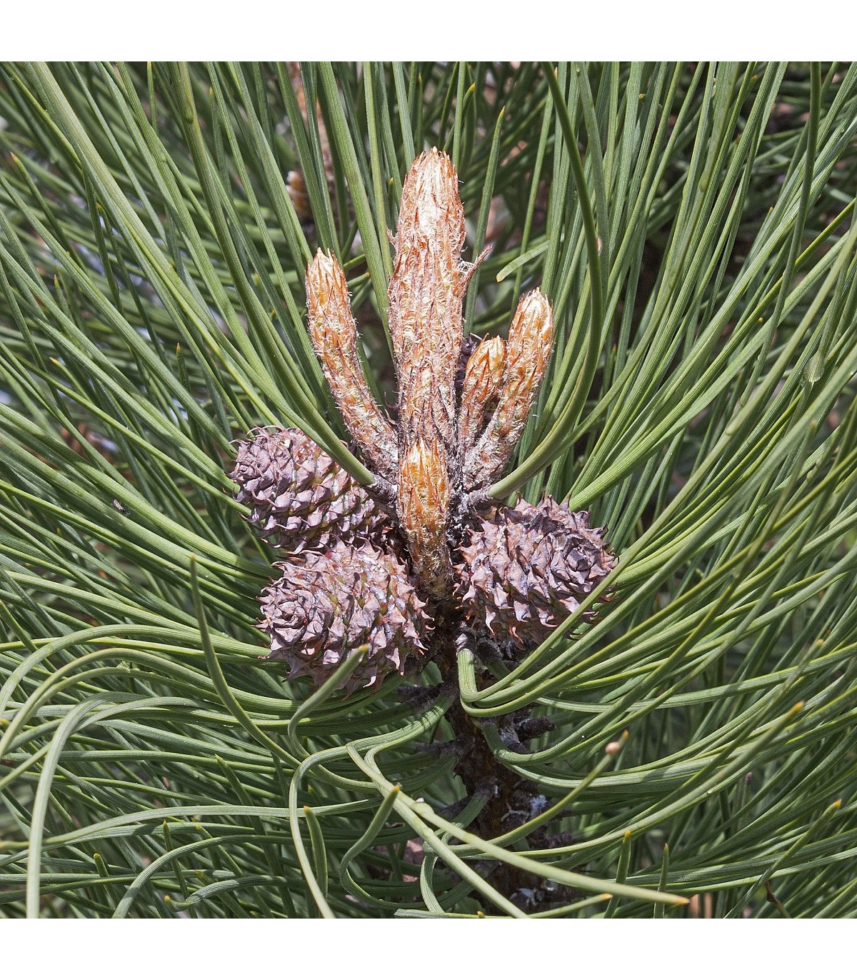 Borovice těžká - Pinus ponderosa - osivo borovice - 6 ks