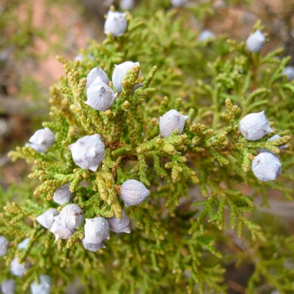 Jalovec osteosperma - Juniperus osteosperma - osivo jalovce - 5 ks