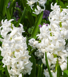 Hyacint plnokvětý Madame Sophie - Hyacinthus - cibule hyacintů - 1 ks