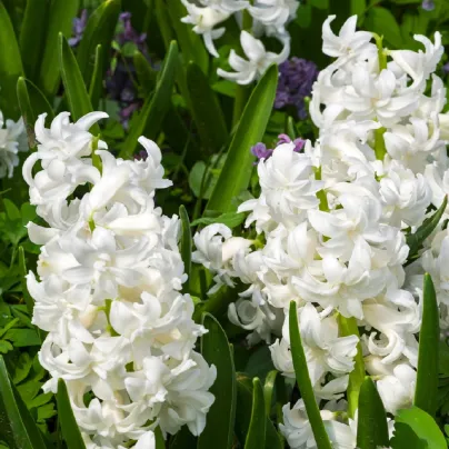 Hyacint plnokvětý Madame Sophie - Hyacinthus - cibule hyacintů - 1 ks