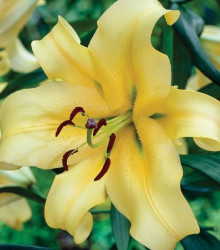 Lilie Honeymoon - Gigantické lilie - Lilium - cibule lilií - 1 ks