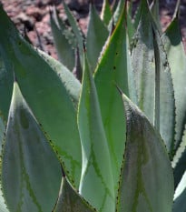 Agáve - Agave marmorata - osivo agáve - 20 ks