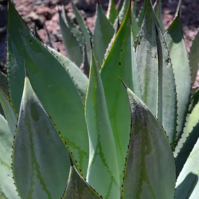 Agáve - Agave marmorata - osivo agáve - 20 ks