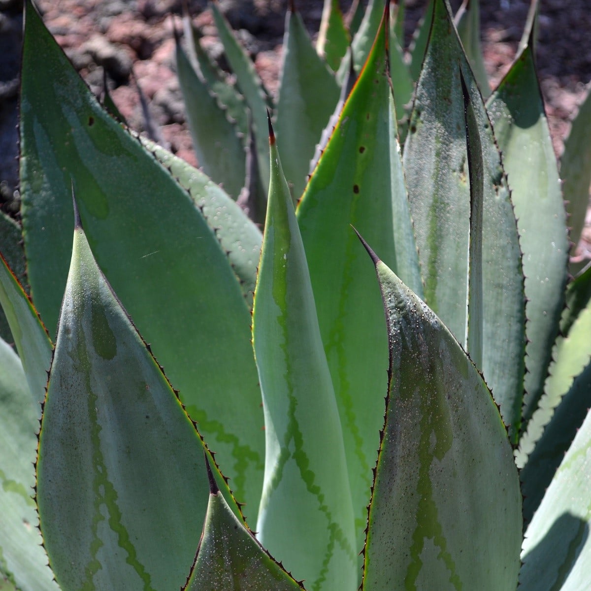 Agáve - Agave marmorata - osivo agáve - 20 ks