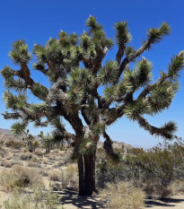 Juka krátkolistá - Yucca brevifolia - osivo juky - 20 ks