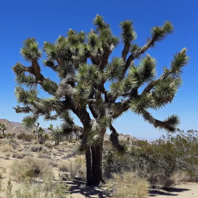 Juka krátkolistá - Yucca brevifolia - osivo juky - 20 ks