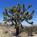 Juka krátkolistá - Yucca brevifolia - osivo juky - 20 ks