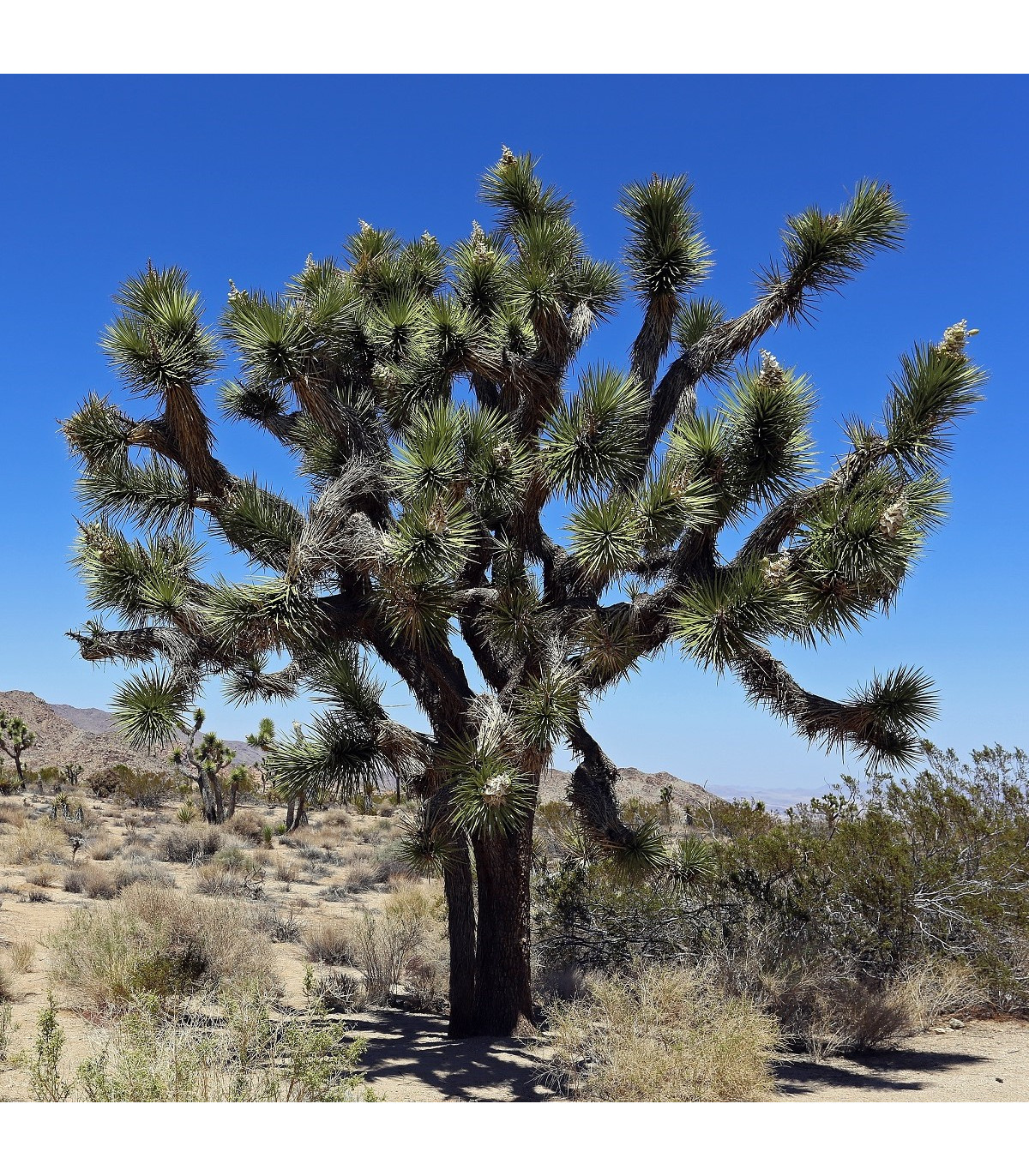 Juka krátkolistá - Yucca brevifolia - osivo juky - 6 ks