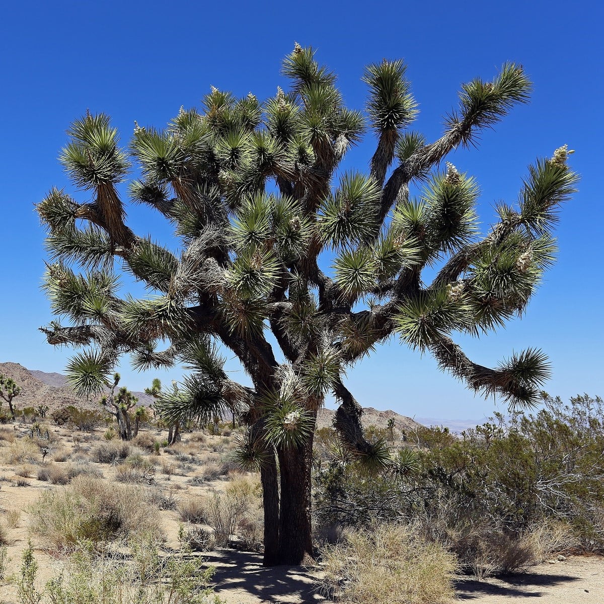 Juka krátkolistá - Yucca brevifolia - osivo juky - 20 ks