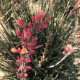 Juka červená - Hesperaloe parviflora - osivo juky - 6 ks