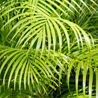 Palma madagaskarská - Dypsis madagascariensis - osivo palmy - 3 ks