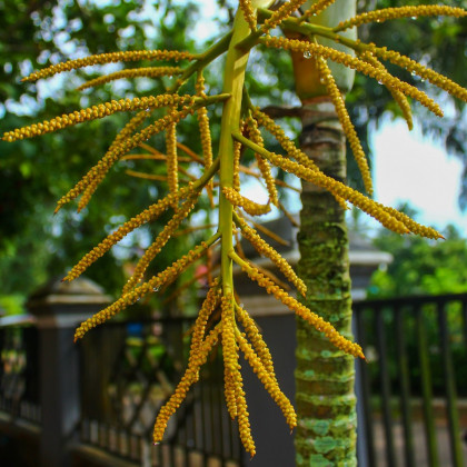 Palma madagaskarská - Dypsis madagascariensis - osivo palmy - 3 ks