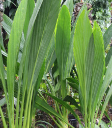 Palma - Asplundia microphylla - osivo palmy - 4 ks