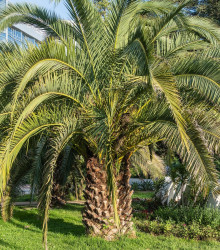 Palma Southern Jelly - Butia odorata - osivo palmy - 2 ks