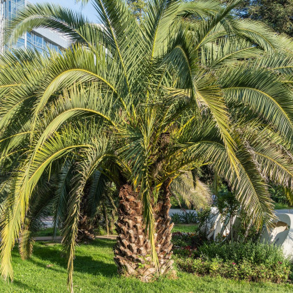 Palma Southern Jelly - Butia odorata - osivo palmy - 2 ks