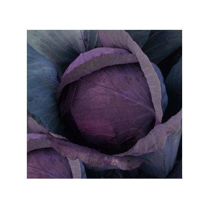 Zelí hlávkové - Brassica oleracea - prodej semen -  0,5 gr