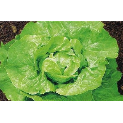 Salát hlávkový k rychlení - Lactusa sativa - semena salátu - 300 ks