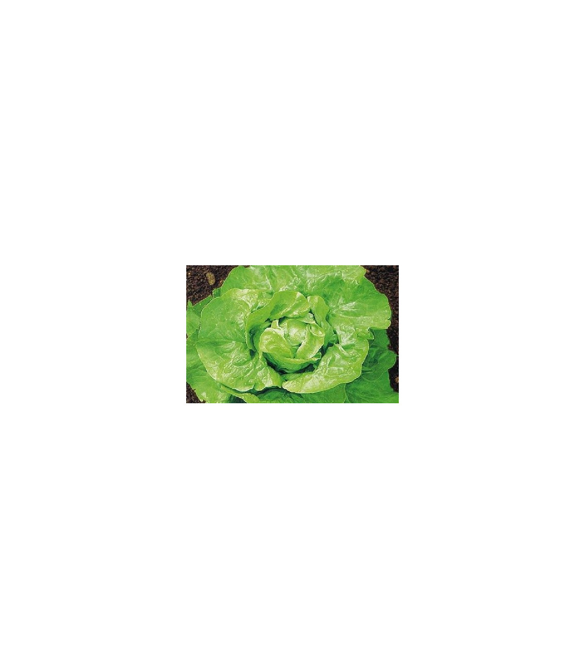 Salát hlávkový k rychlení - Lactuca sativa - osivo salátu - 300 ks