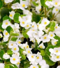 Begonie Super Olympia bílá F1 - Begonia semperflorens - osivo begónie - 20 ks
