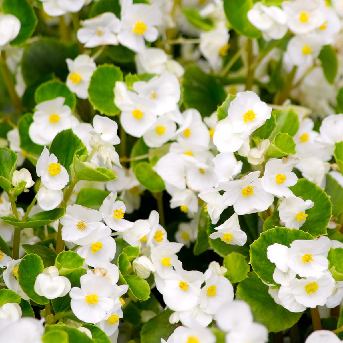 Begonie Super Olympia bílá F1 - Begonia semperflorens - osivo begónie - 20 ks