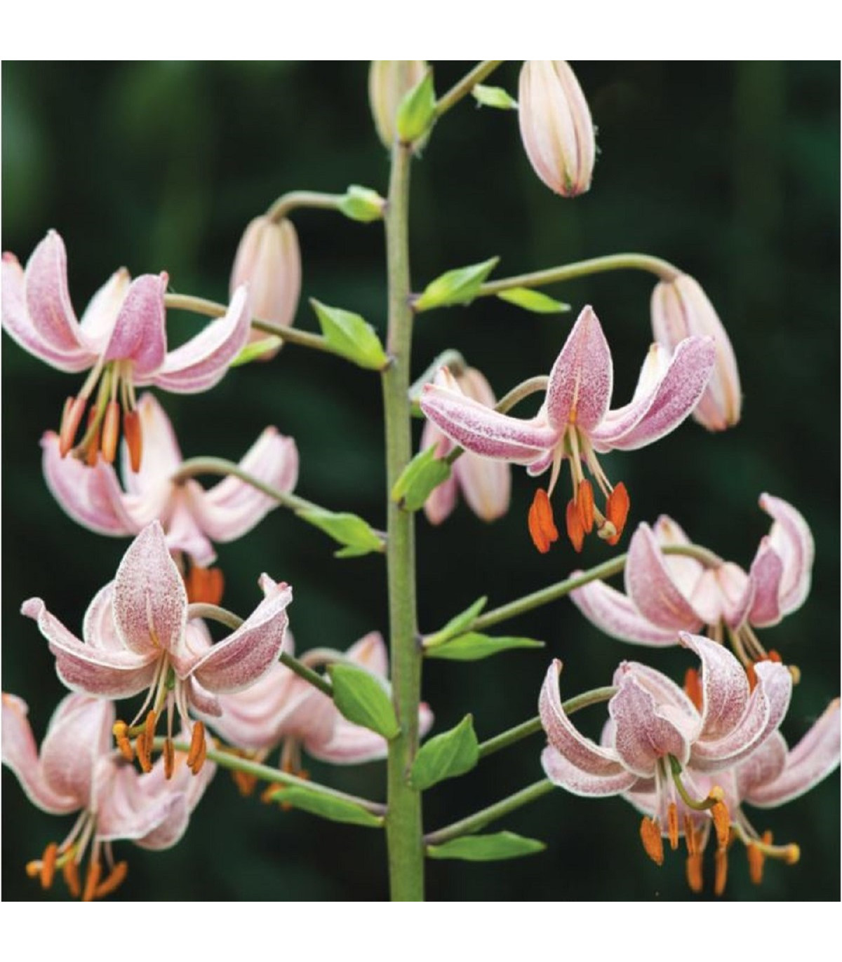 Lilie zlatohlavá Pink Morning - Lilium martagon - cibule lilií - 1 ks