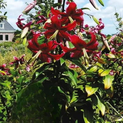 Lilie Miss Feya - Lilium - cibule lilií - 1 ks