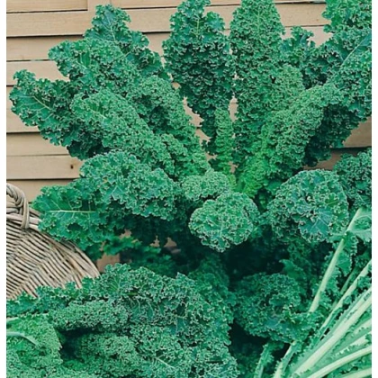 Kadeřávek zelený - Brassica oleracea L. - osivo kadeřávku - 0,9 g