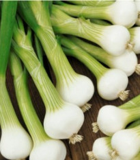 Cibule jarní bílá lahůdková - Allium cepa - osivo cibule - 1 g