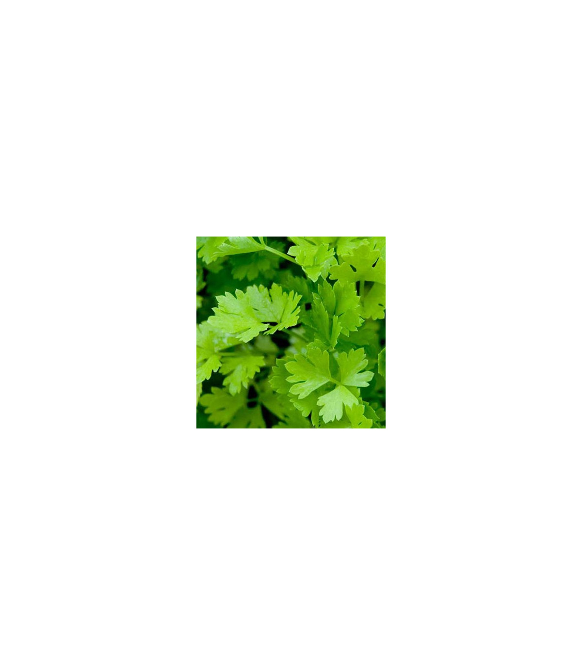 Celer řapíkatý - Apium graveolens - osivo celeru - 1 g