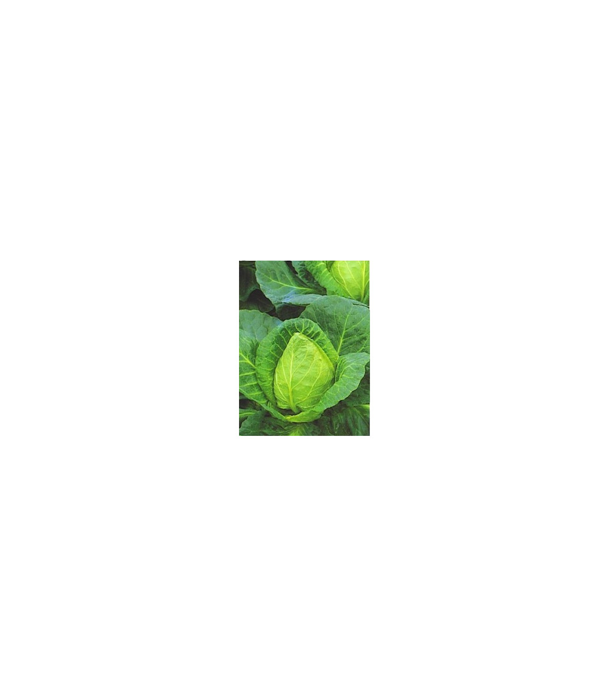 Zelí bílé velmi rané - Brassica oleracea - osivo zelí - 0,8 g