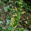 Šalvěj žlutá lepkavá - Salvia glutinosa - osivo šalvěje - 20 ks